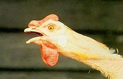 gamefowl medical care|Gamefowl Disease: Infectious Laryngotracheitis (ILT) .